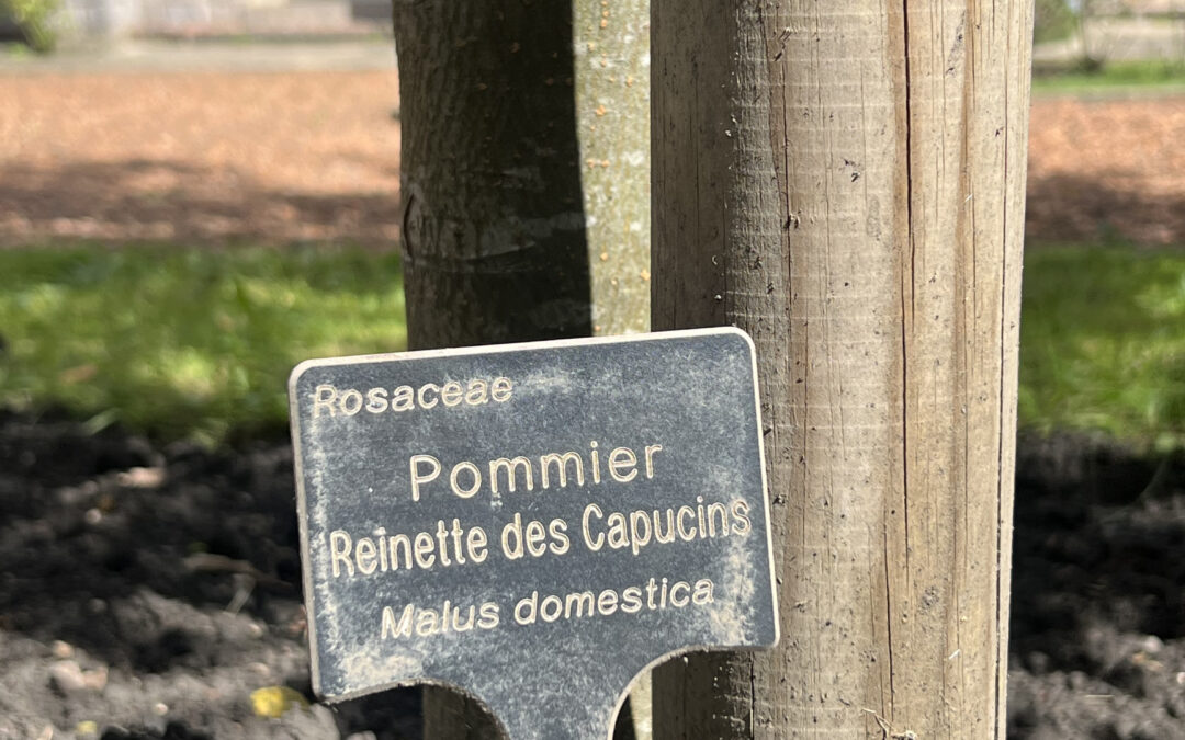 Dégustation de pommes du jardin du lycée